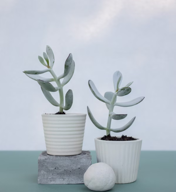 Psicólogo en Malasaña (Madrid) | Terapia presencial y online